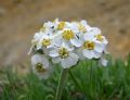 Achillea clavenae